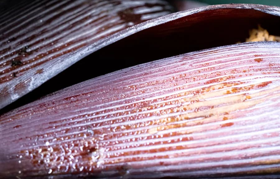 World Epidermis